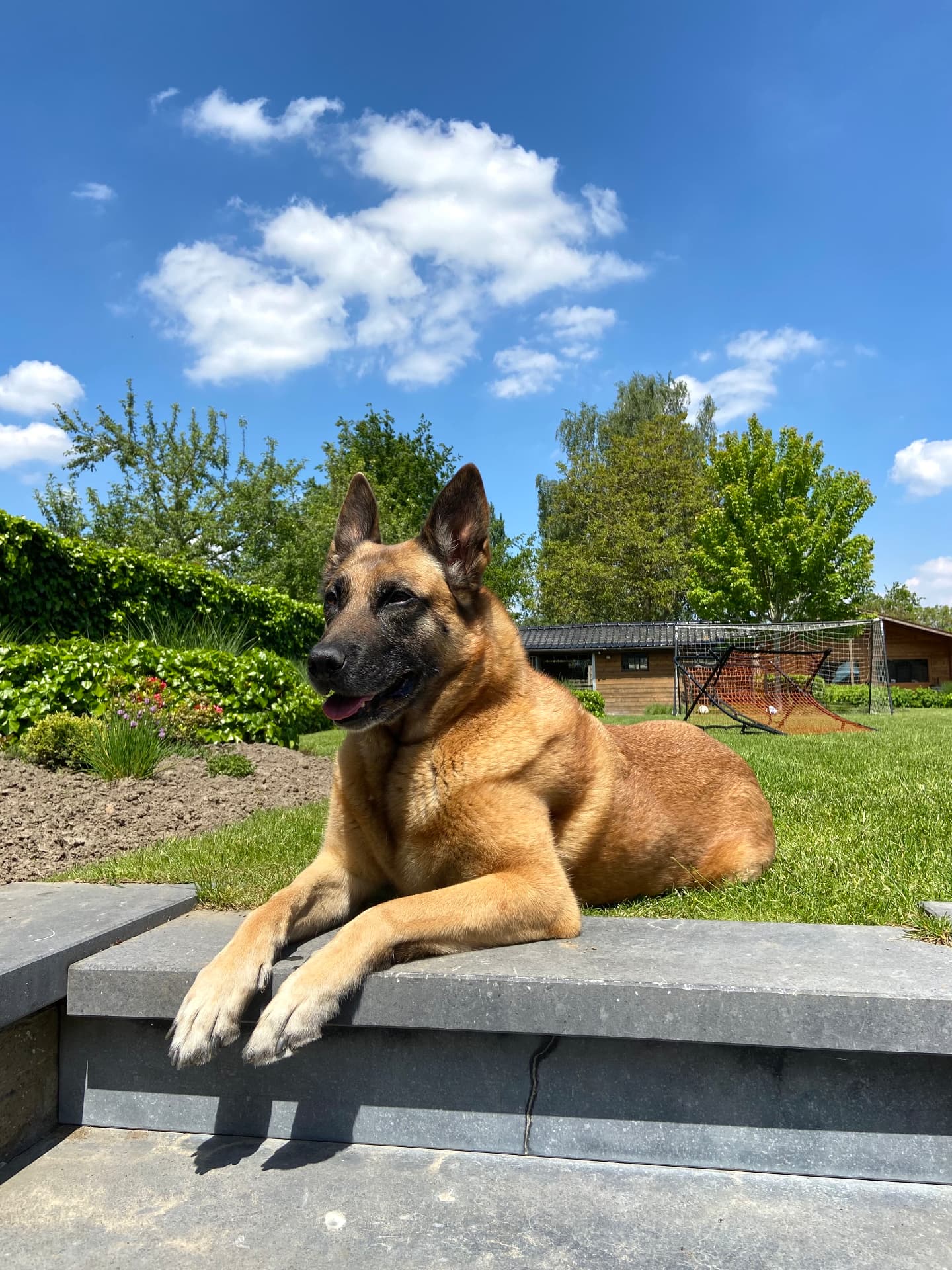 Het hondje van Febe in de tuin
